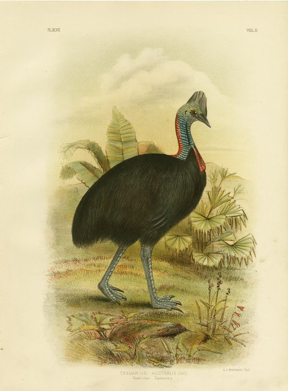 Australsk kassowar eller sydlig kassowar, 1891 af Gracius Broinowski