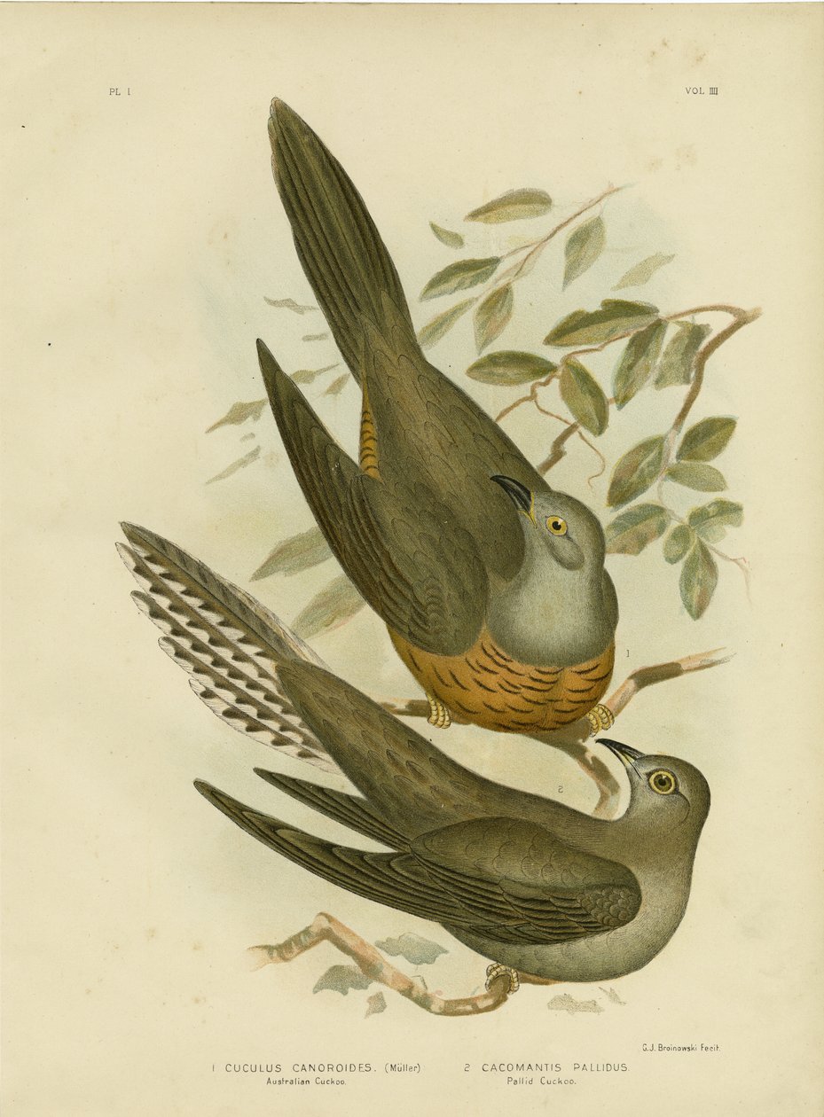 australsk gøg, 1891 af Gracius Broinowski