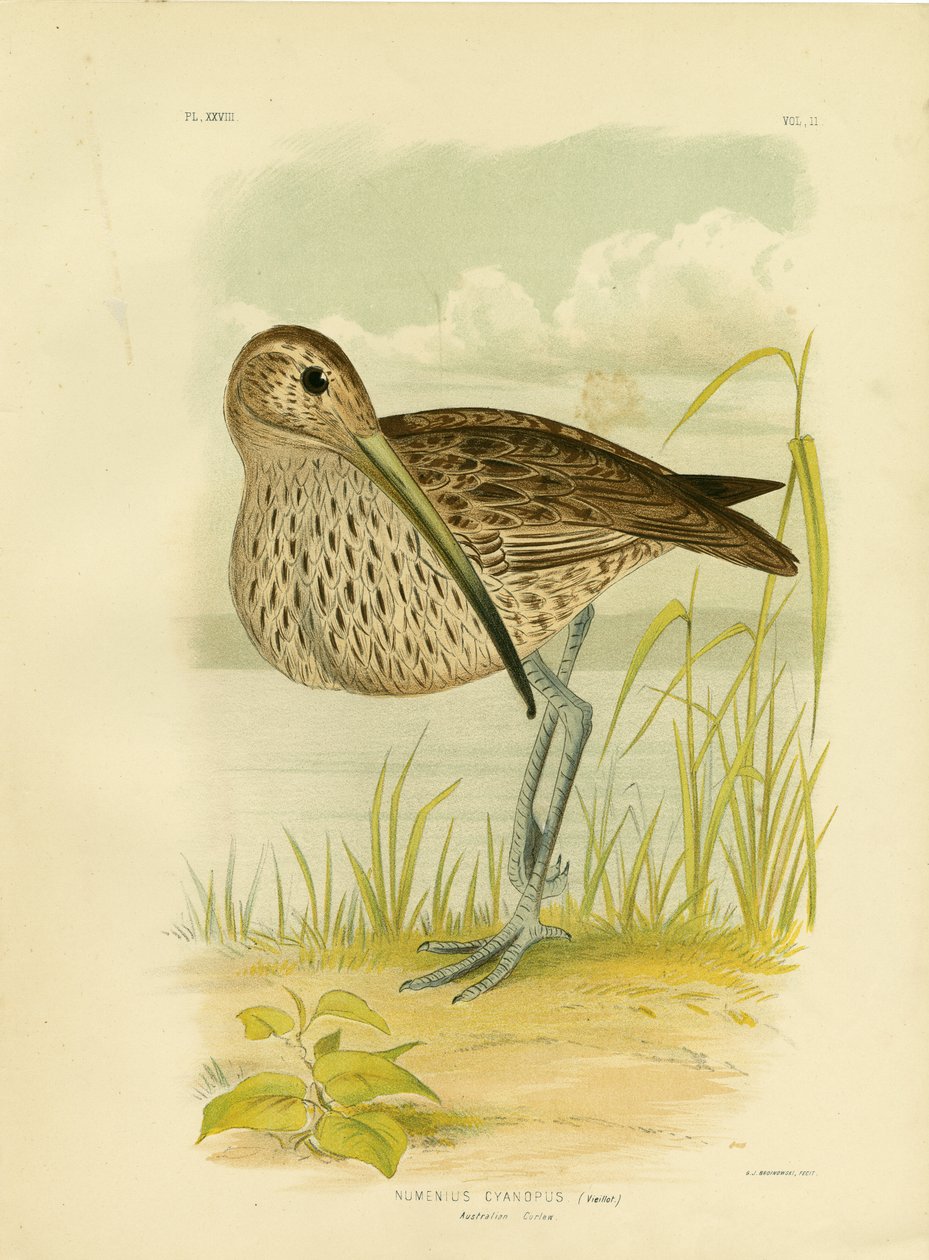 Australian Curlew eller Far Eastern Curlew, 1891 af Gracius Broinowski