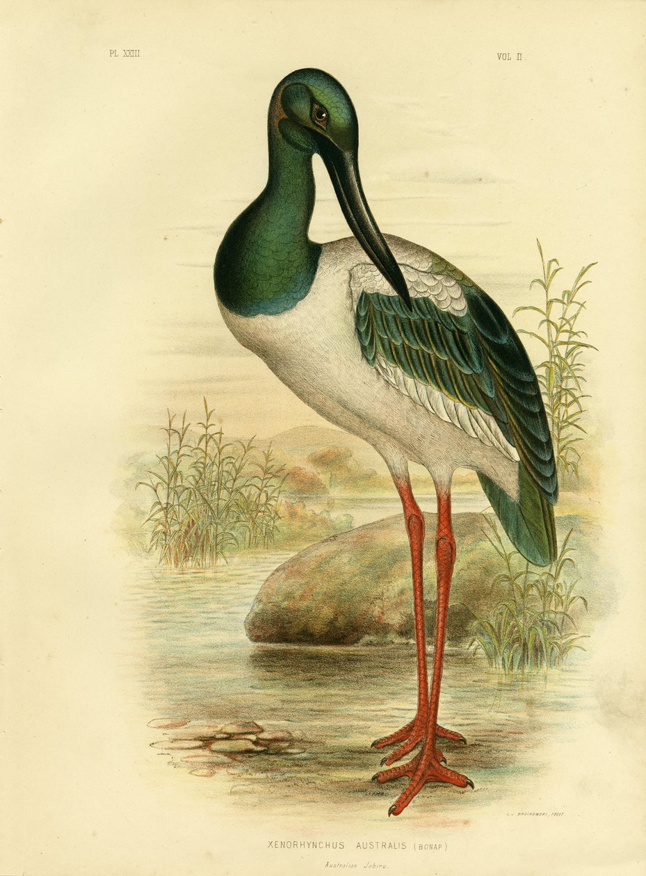 Australsk Jabiru eller sorthalset stork, 1891 af Gracius Broinowski