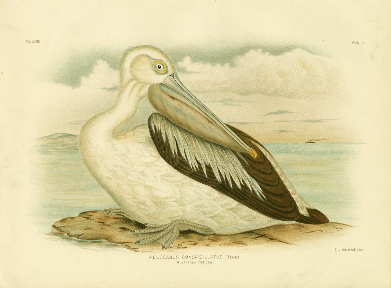 Australsk pelikan, 1891 af Gracius Broinowski