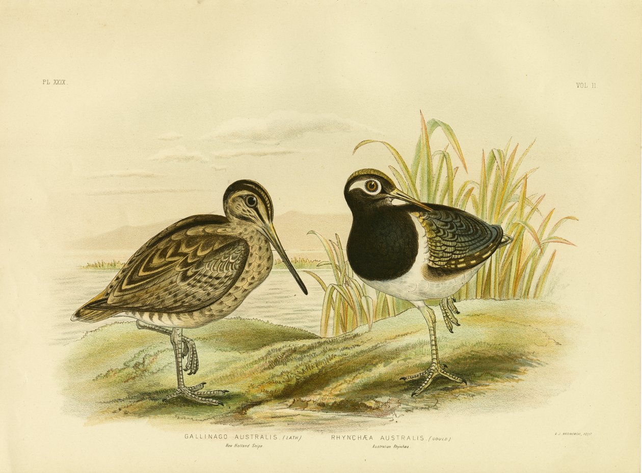 Australsk sneppe eller Lathams sneppe, 1891 af Gracius Broinowski