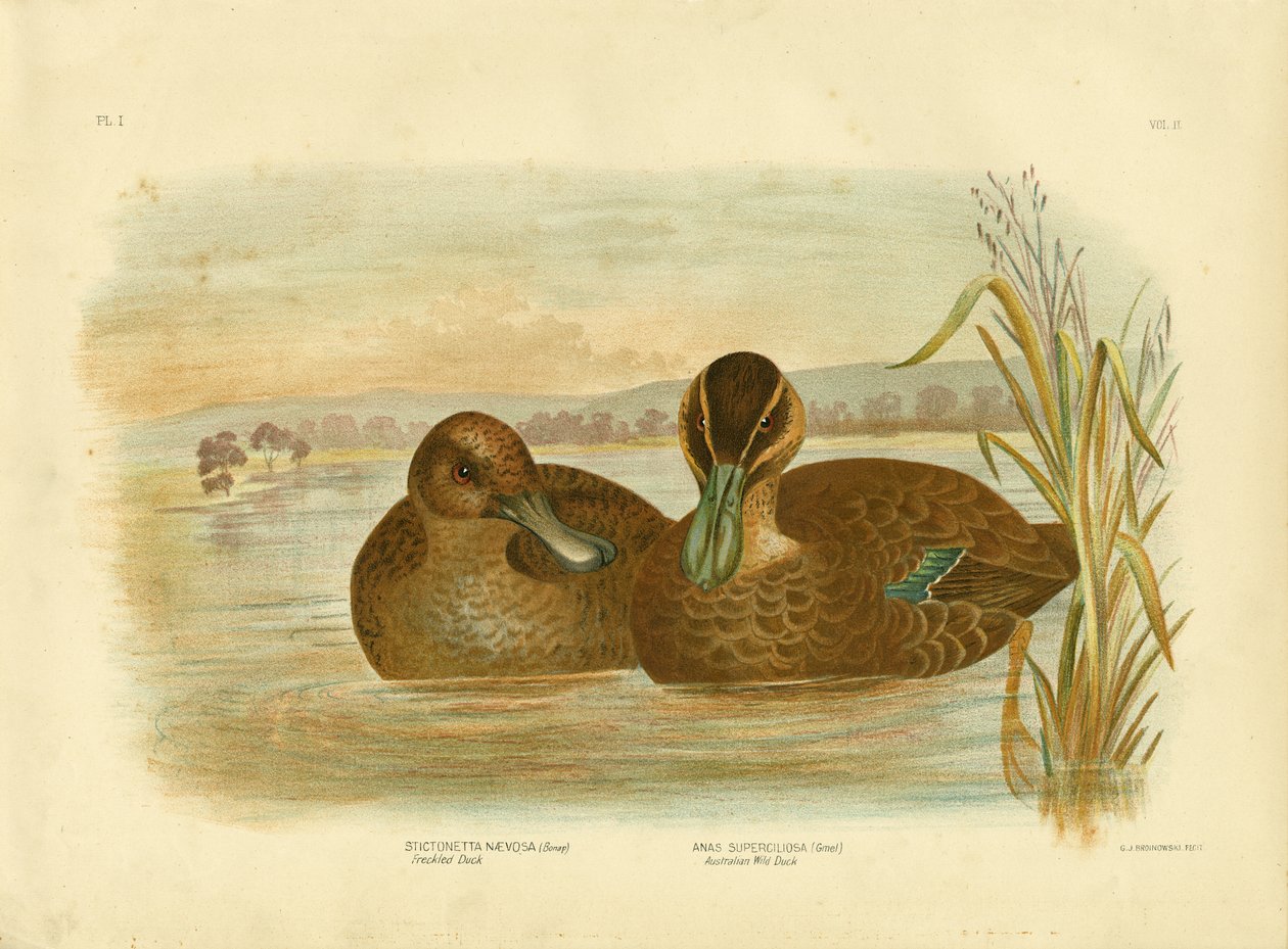 Australsk vildand, 1891 af Gracius Broinowski