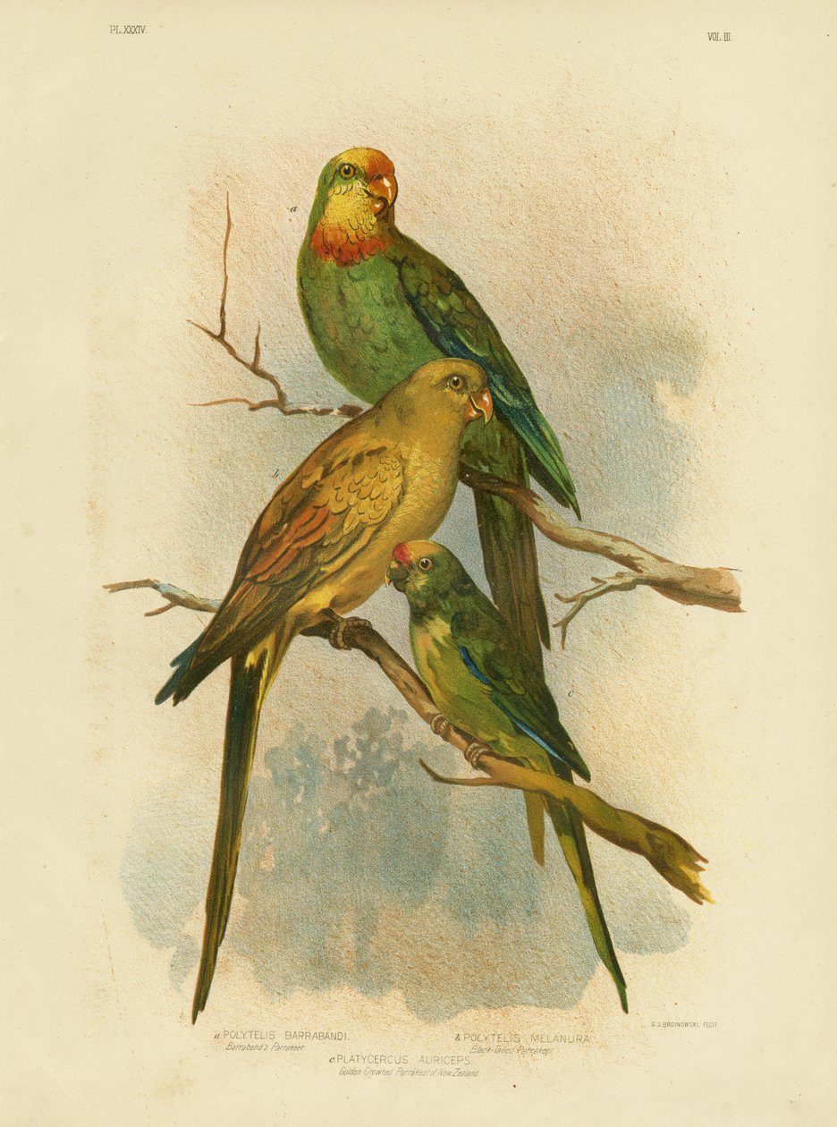 Barrabands parakit, 1891 af Gracius Broinowski