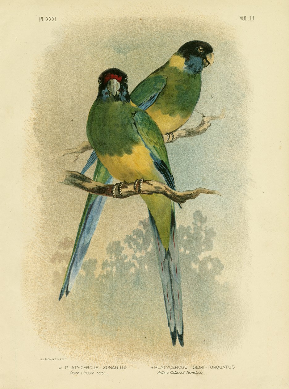 Bauers parakit eller Port Lincoln Lory, 1891 af Gracius Broinowski