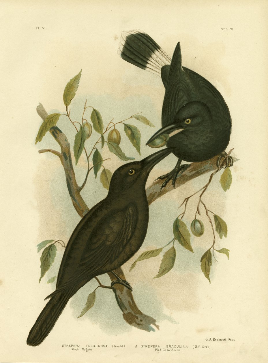 Sort Magpie eller Black Currwong, 1891 af Gracius Broinowski