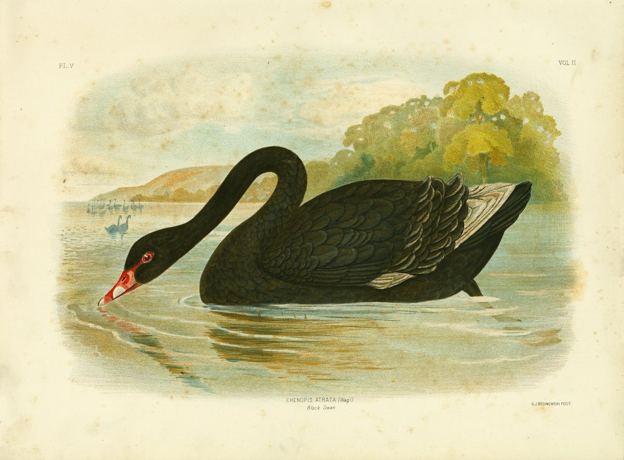 Sort Svane, 1891 af Gracius Broinowski