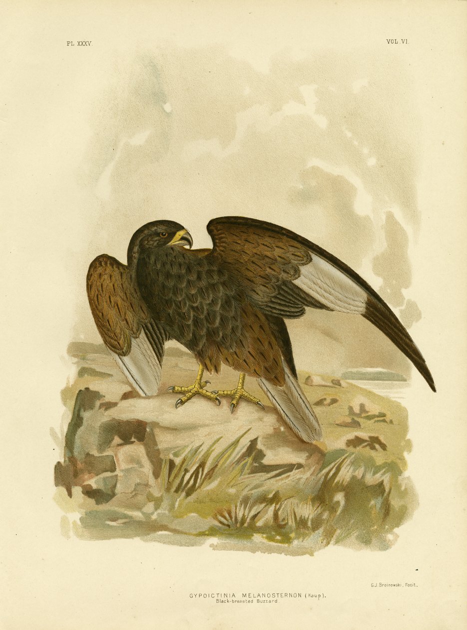 Sortbrynet musvåge, 1891 af Gracius Broinowski