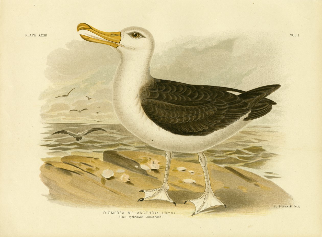 Sortbrynet albatros, 1891 af Gracius Broinowski