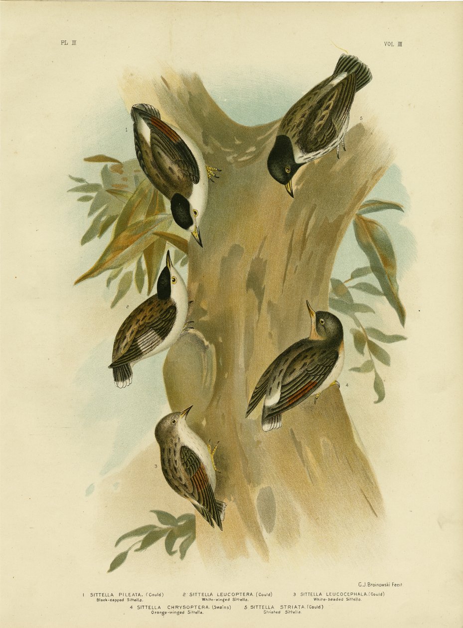Sittella, 1891 af Gracius Broinowski