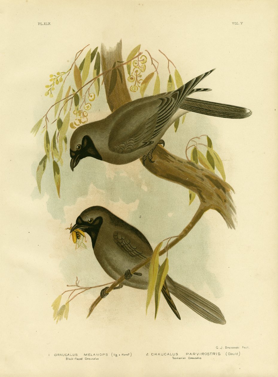 Black-faced Shrike, 1891 af Gracius Broinowski