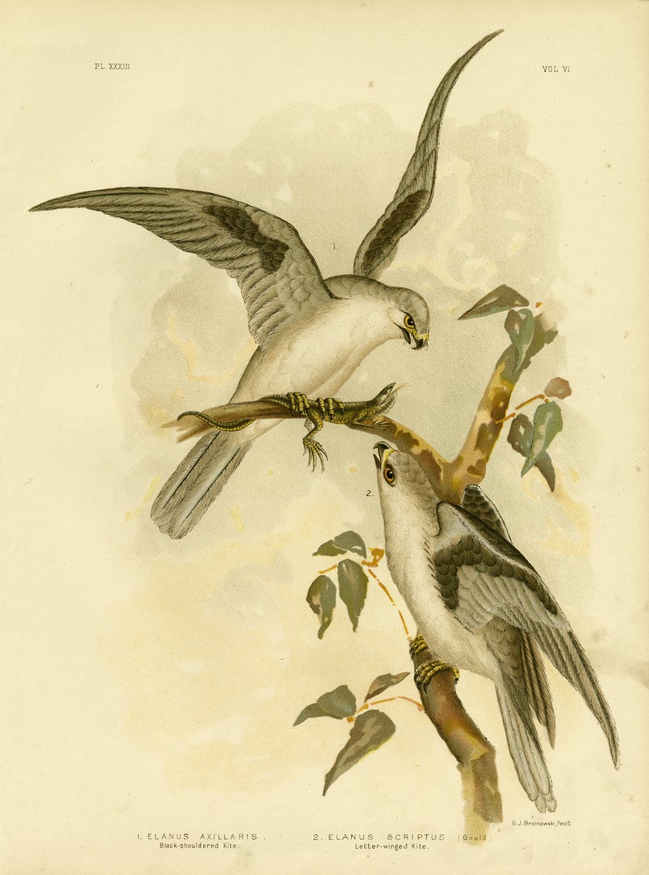Sortskuldret drage, 1891 af Gracius Broinowski