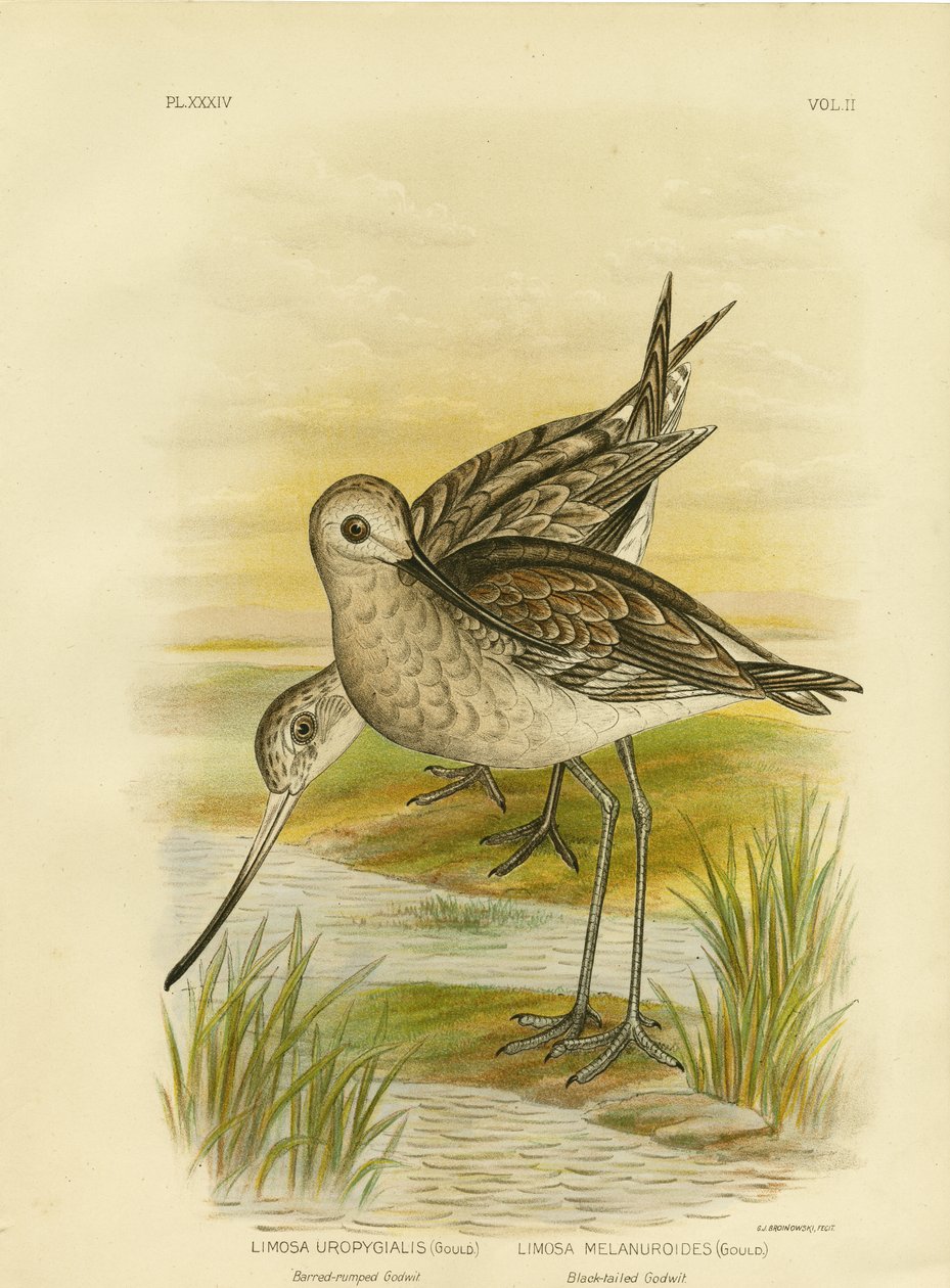Sorthalet gudwit, 1891 af Gracius Broinowski