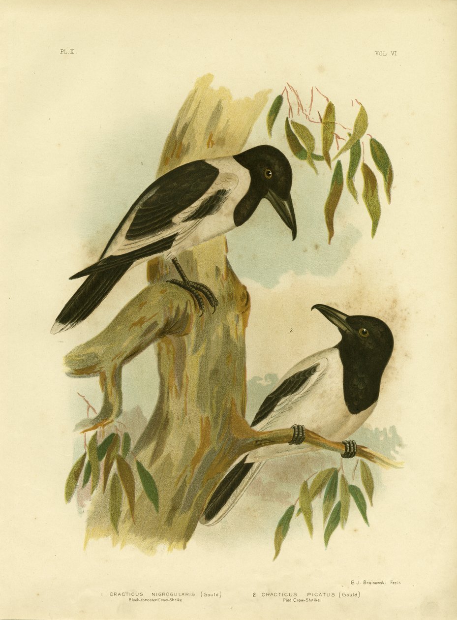 Sorthalset krageskrike, 1891 af Gracius Broinowski