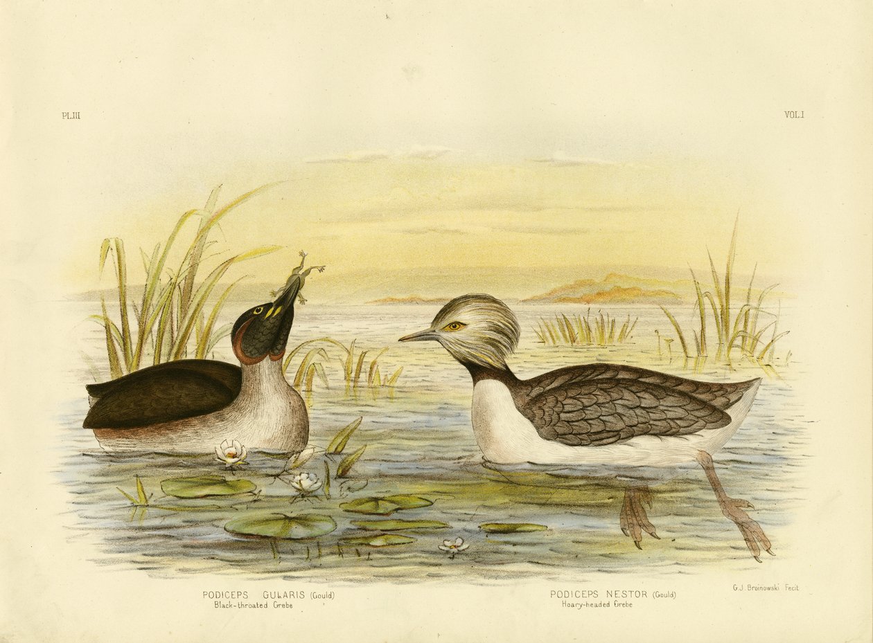 Sortstrubet lappedykker, 1891 af Gracius Broinowski