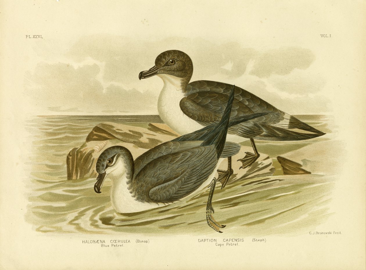 Blå Petrel, 1891 af Gracius Broinowski