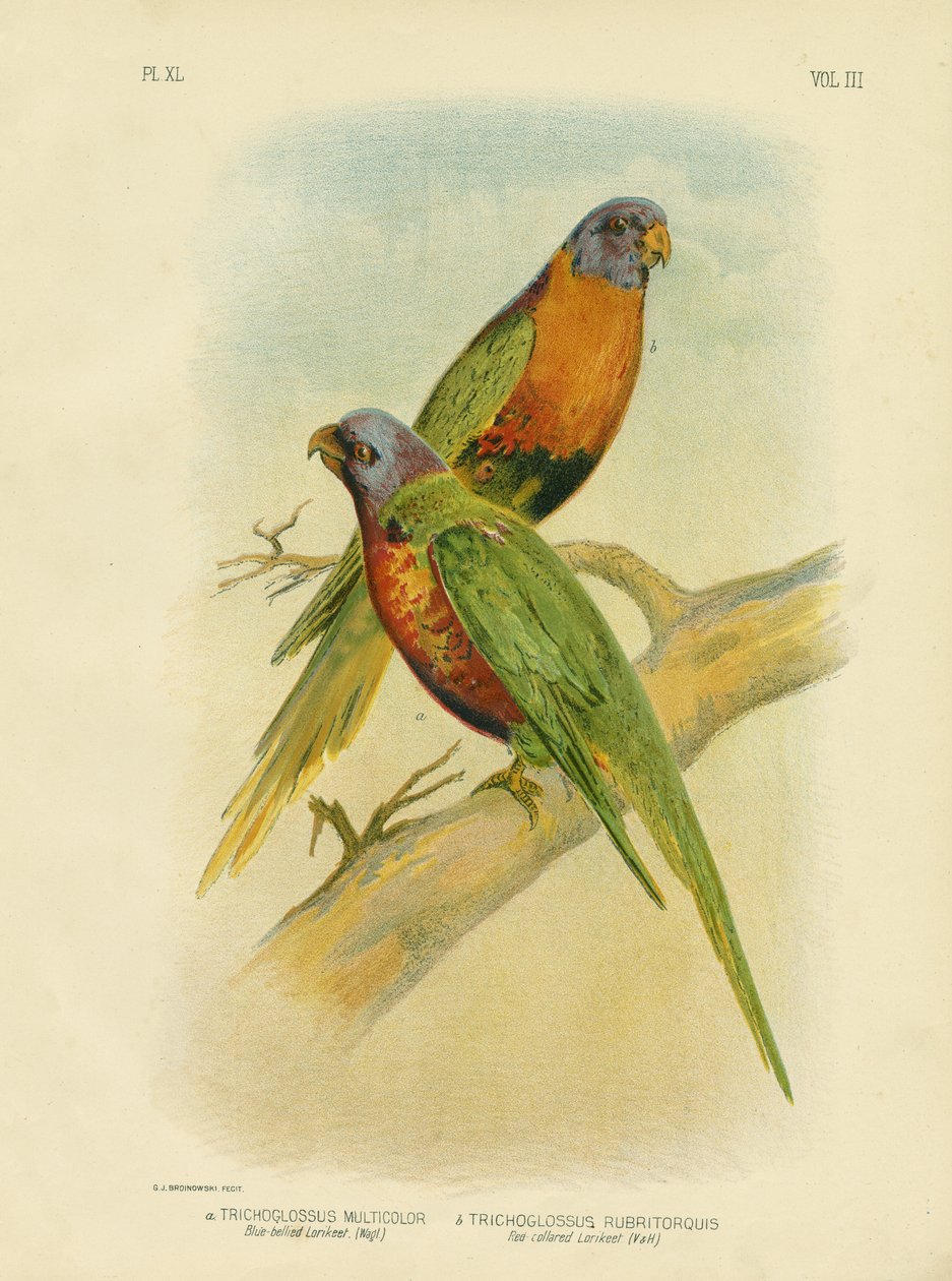 Blå-Bellied Lorikeet, 1891 af Gracius Broinowski