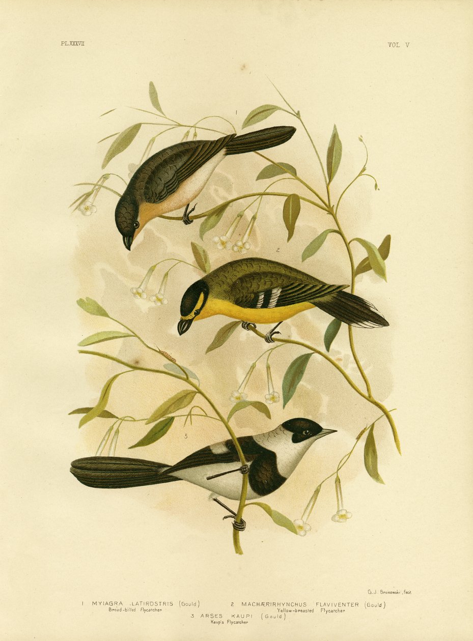 Brednæbbet Fluesnapper, 1891 af Gracius Broinowski