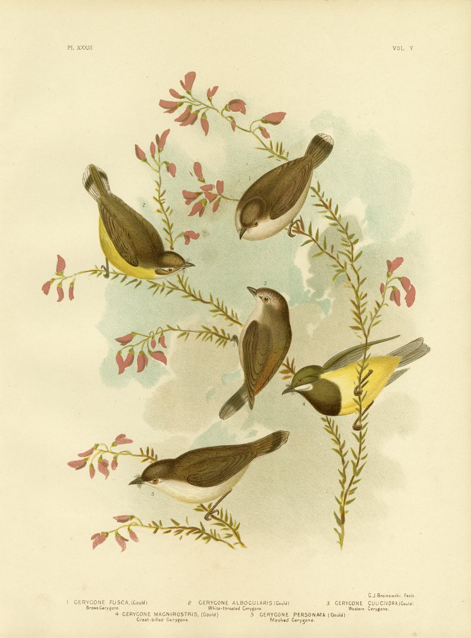 Brown Gerygone, 1891 af Gracius Broinowski