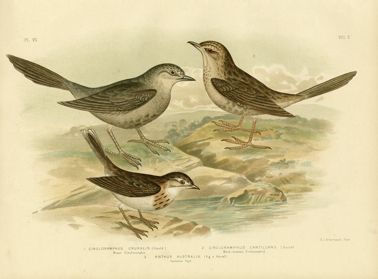 Brown Songlark, 1891 af Gracius Broinowski