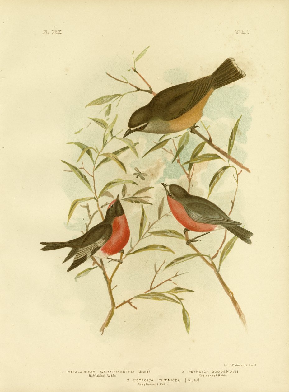 Buff-sidet Robin, 1891 af Gracius Broinowski