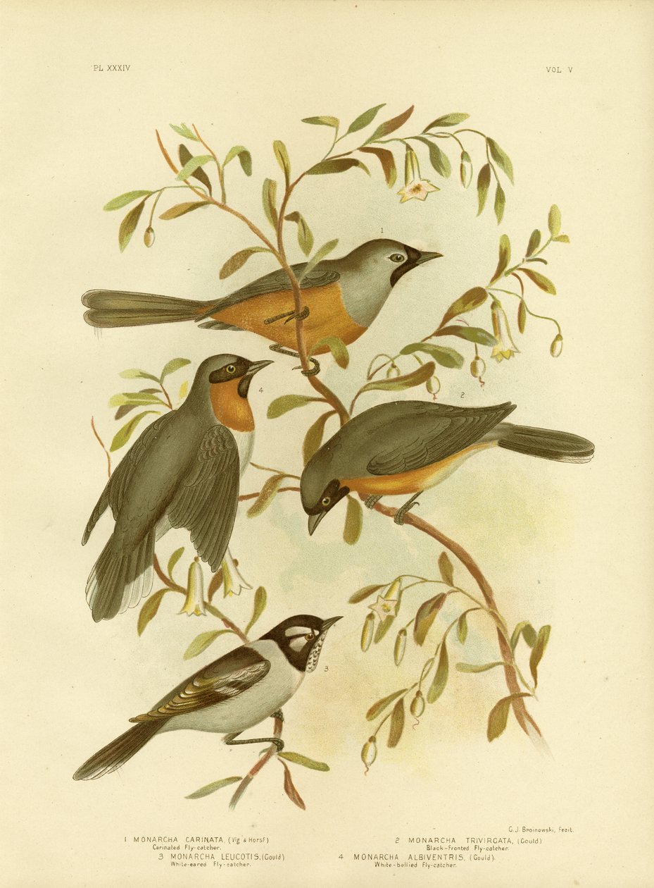 Carinated Fluesnapper eller Black-faced Monarch, 1891 af Gracius Broinowski