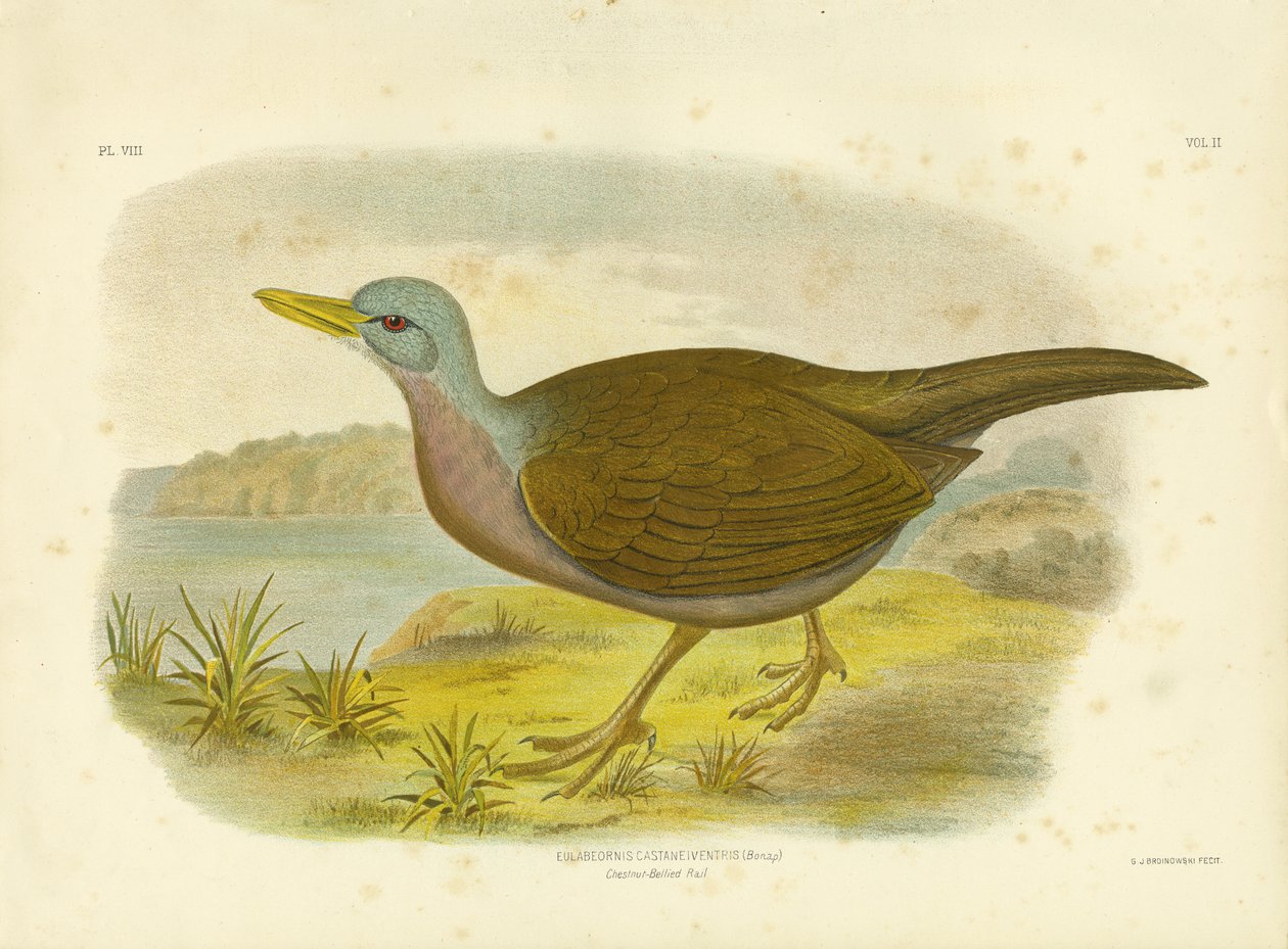 Chestnut-Bellied Rail, 1891 af Gracius Broinowski
