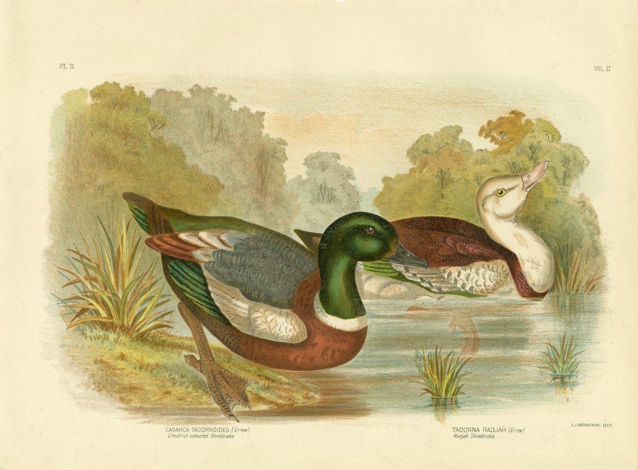 Kastanjefarvet Shieldrake Eller Australsk Shelduck, 1891 af Gracius Broinowski