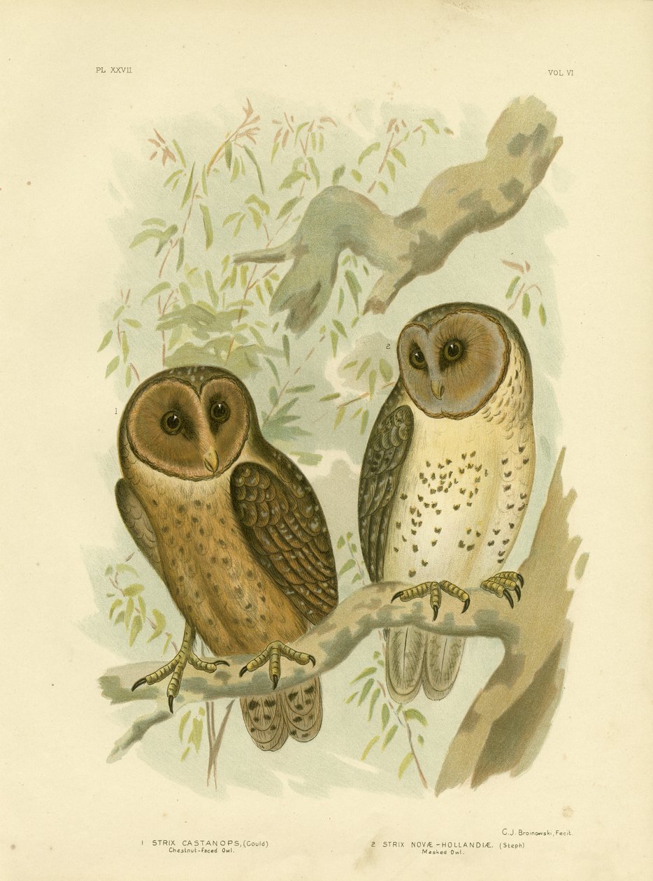 Kastanieugle, 1891 af Gracius Broinowski