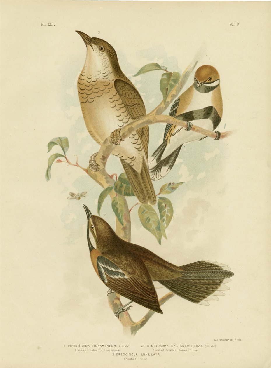 Kanelfarvet Cinclosoma eller Cinnamon Quail Thrush, 1891 af Gracius Broinowski