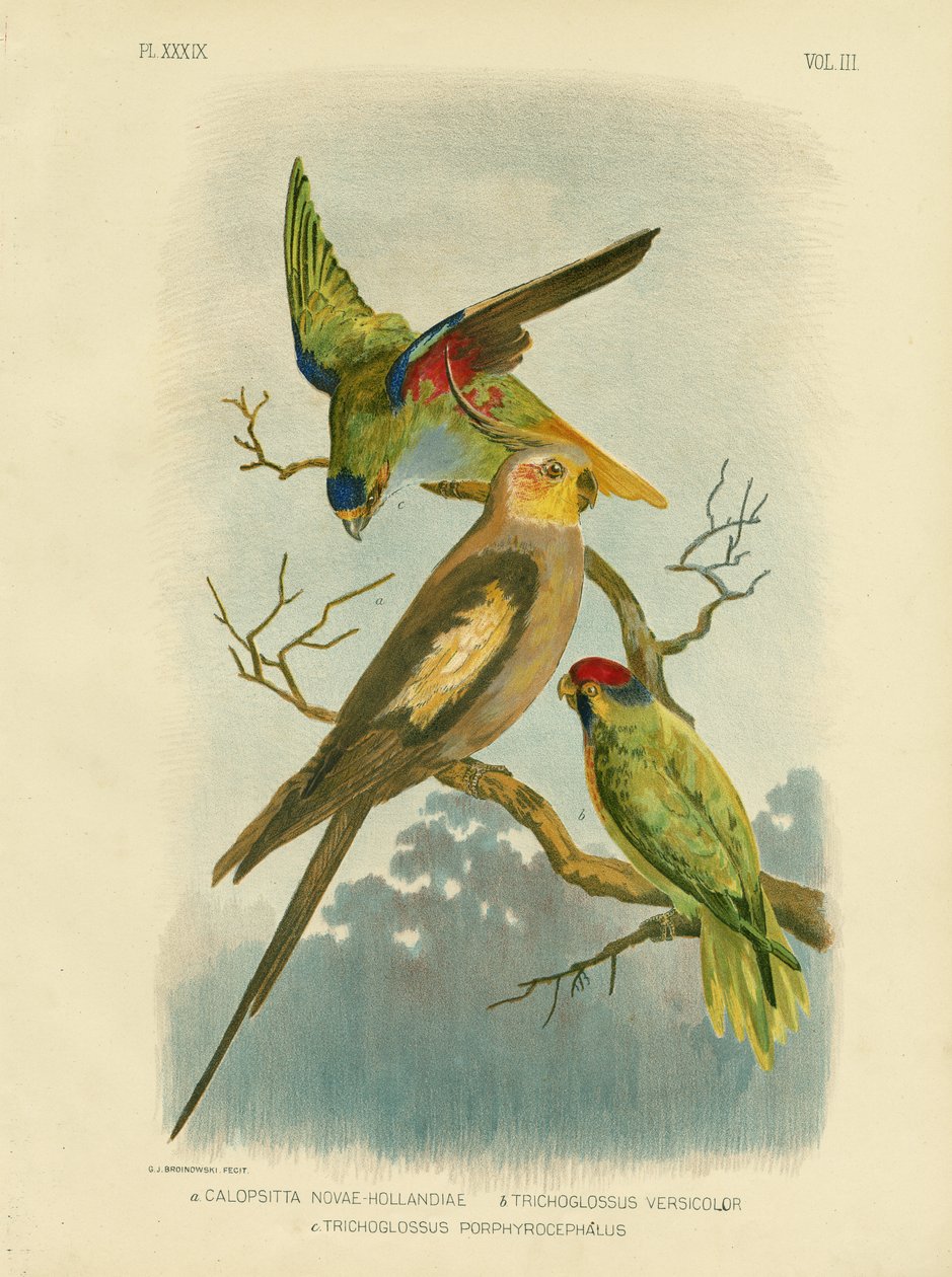 Kakadueparakit eller kokkefugl, 1891 af Gracius Broinowski