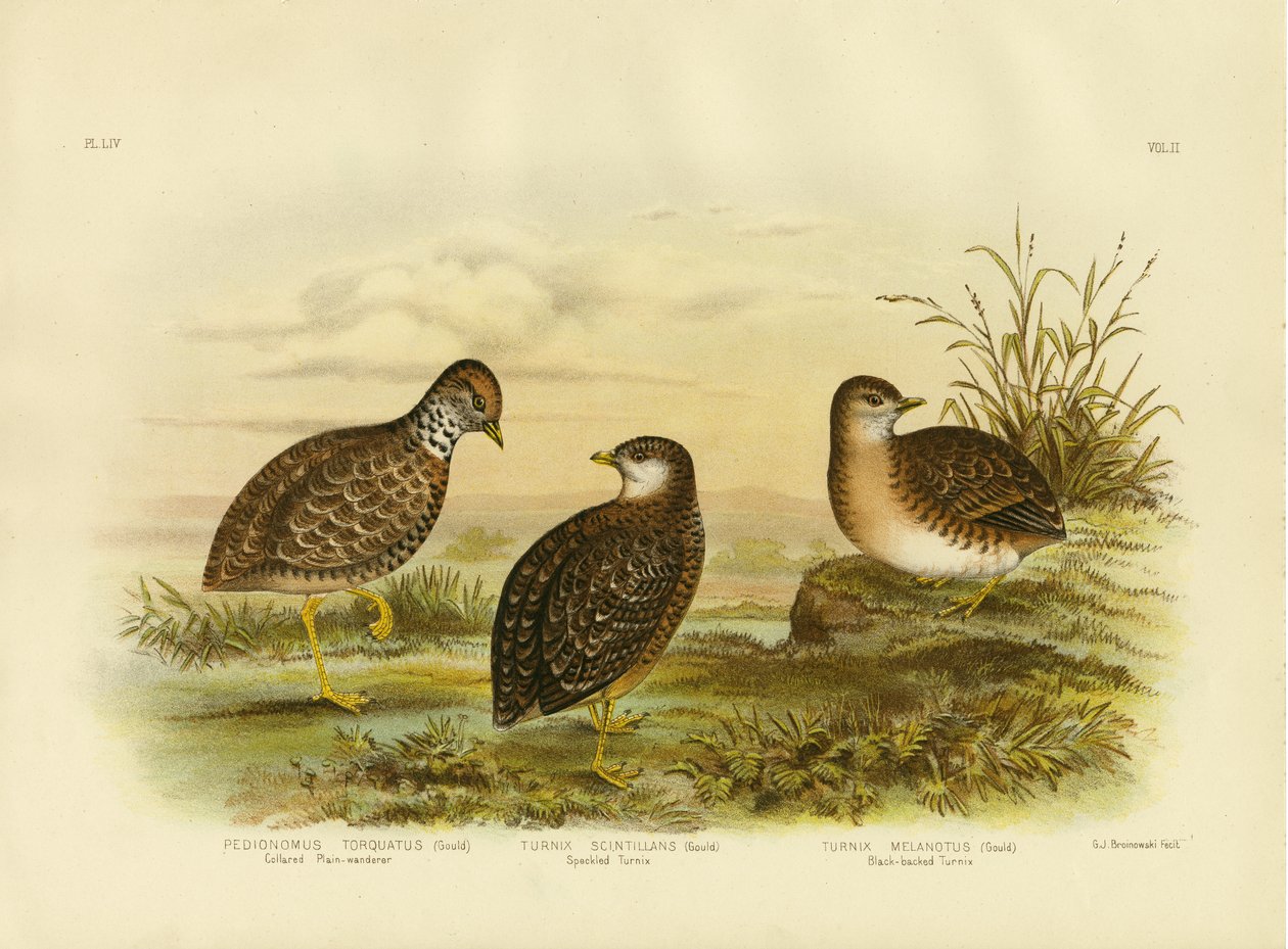 Sletteløber eller sletteløber, 1891 af Gracius Broinowski
