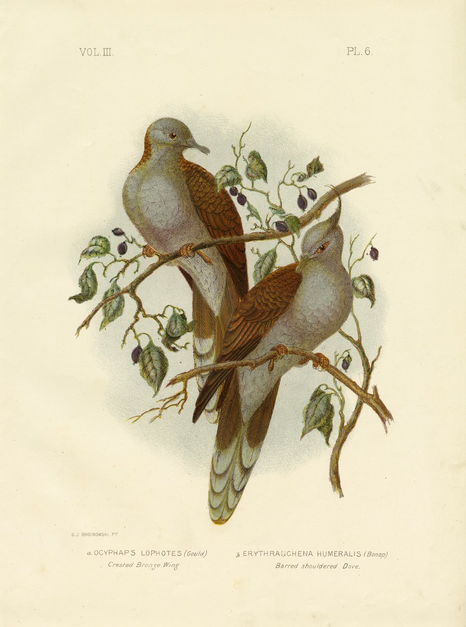 Bronzevinge med kam eller kamtakket due, 1891 af Gracius Broinowski
