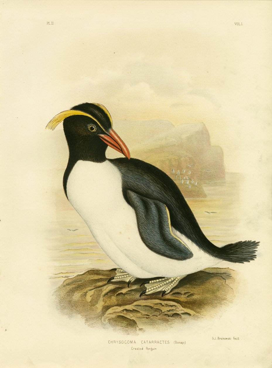 Crested Penguin, 1891 af Gracius Broinowski