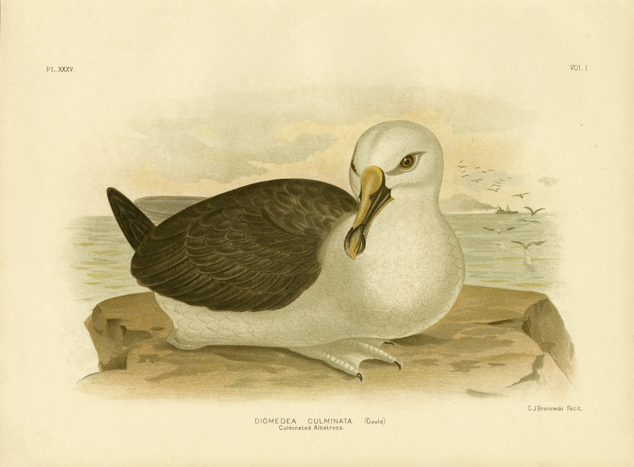 Kulmineret albatros, 1891 af Gracius Broinowski