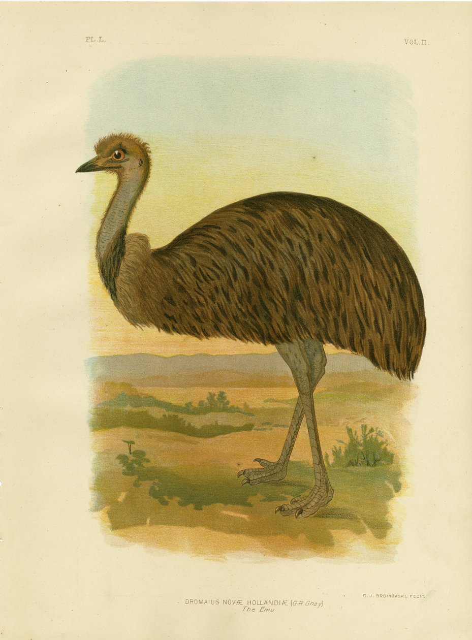 Emu, 1891 af Gracius Broinowski