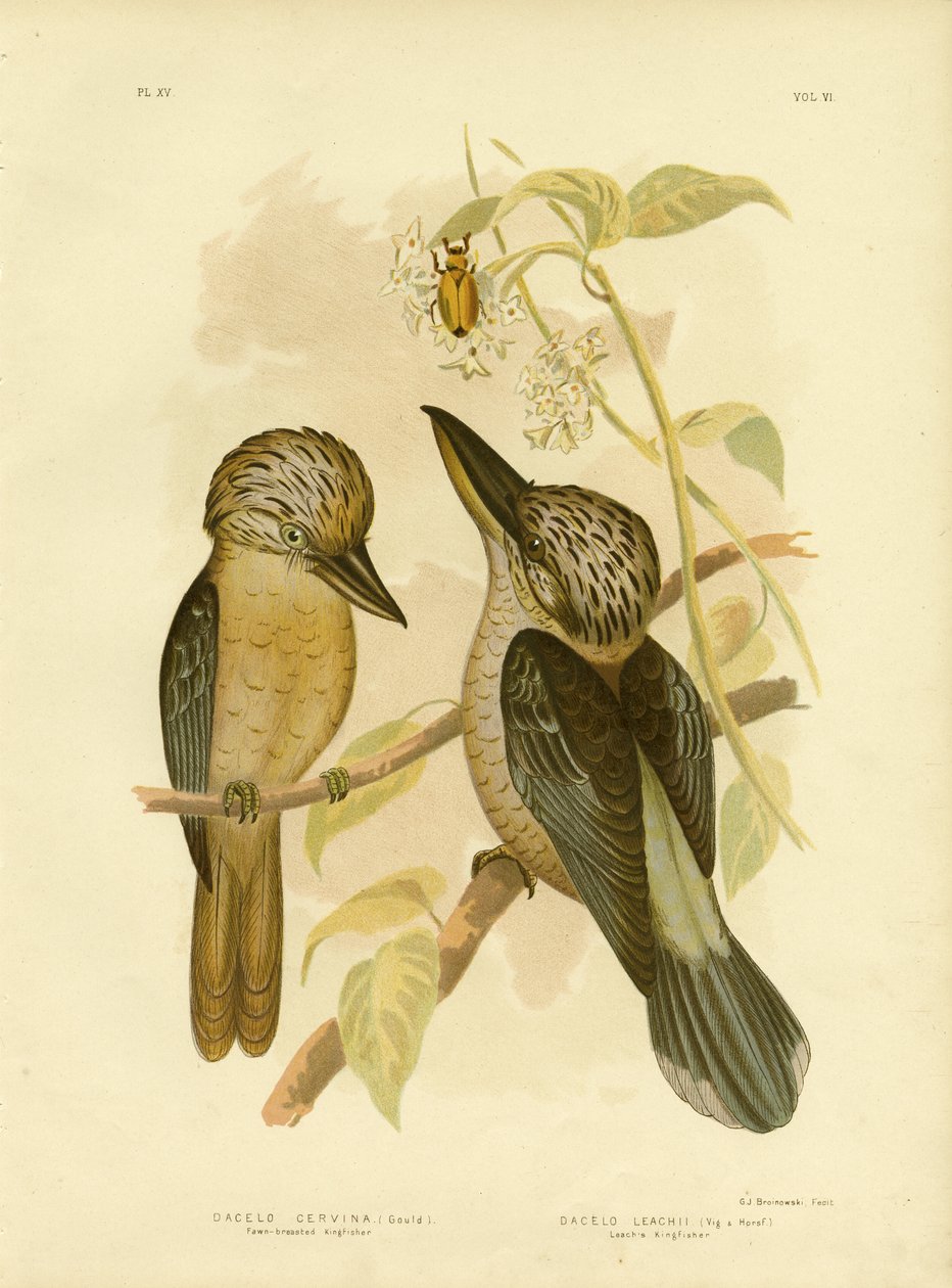 Fawn-Breasted Kingfisher, 1891 af Gracius Broinowski