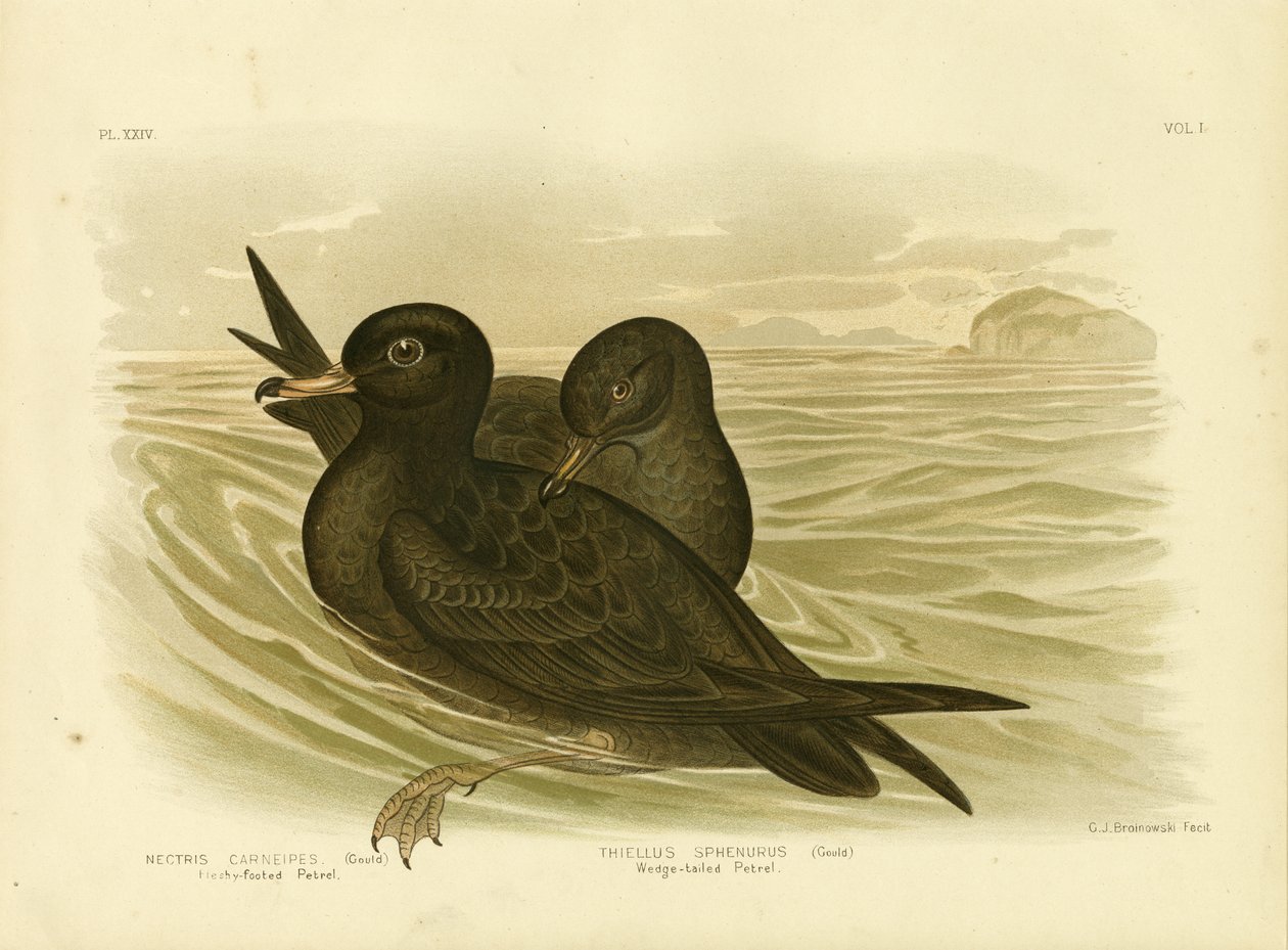 Kødfodet Petrel, 1891 af Gracius Broinowski