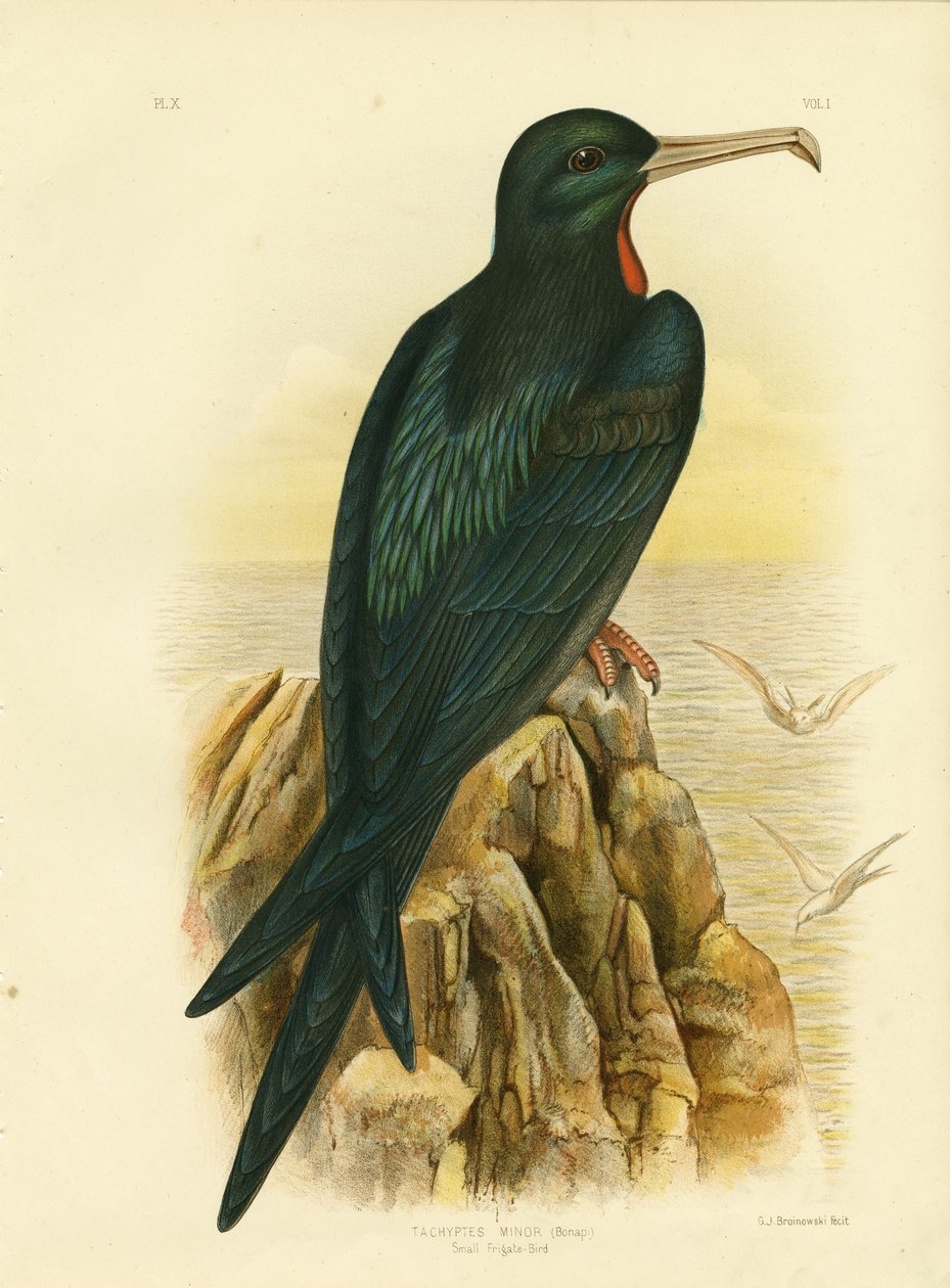 Fregatfugl, 1891 af Gracius Broinowski