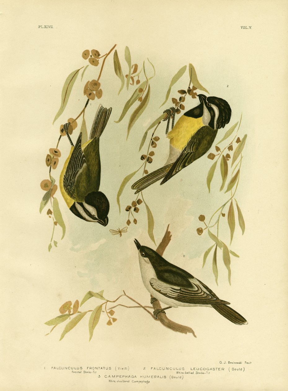 Forreste tobbemejse eller tornemejse, 1891 af Gracius Broinowski