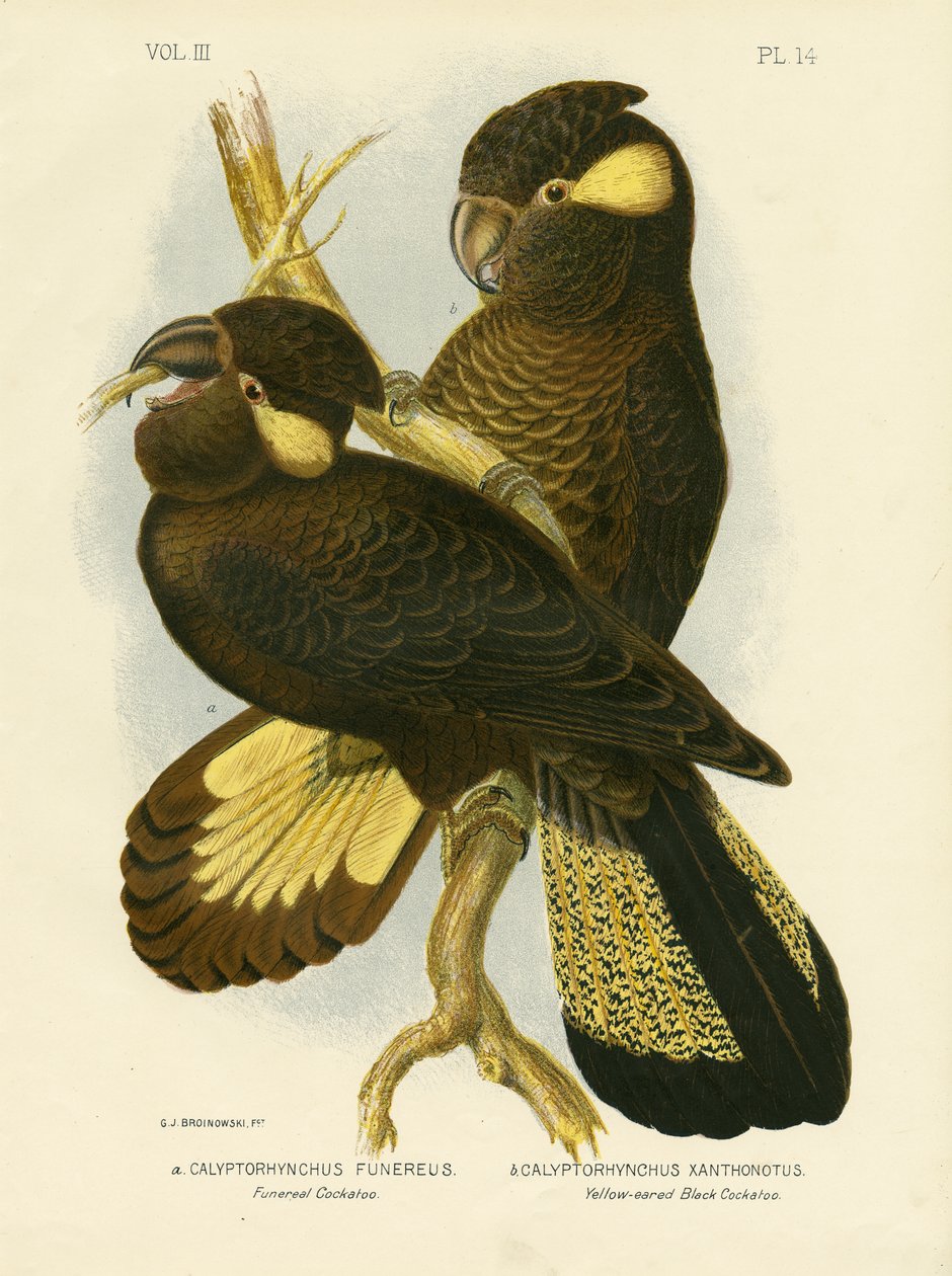 Begravelse kakadue, 1891 af Gracius Broinowski