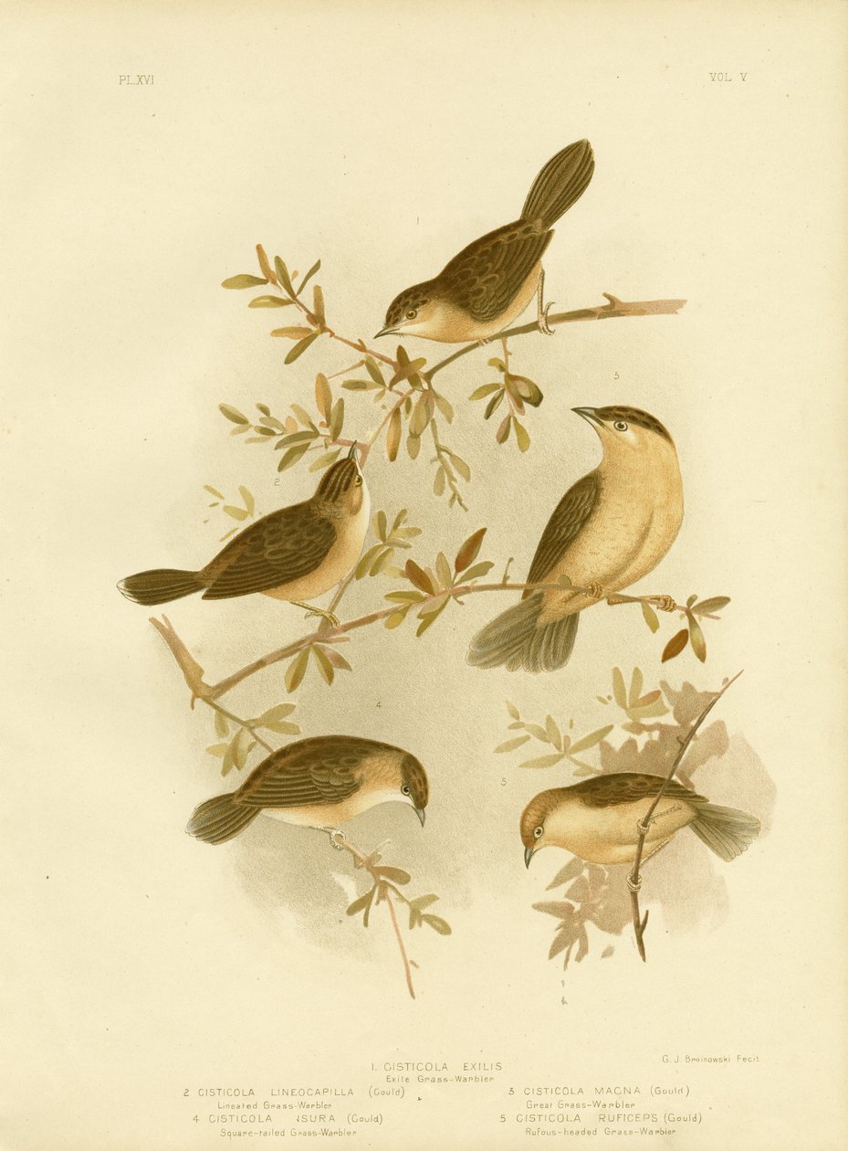 Cisticola med guldhoved eller guldhætte, 1891 af Gracius Broinowski