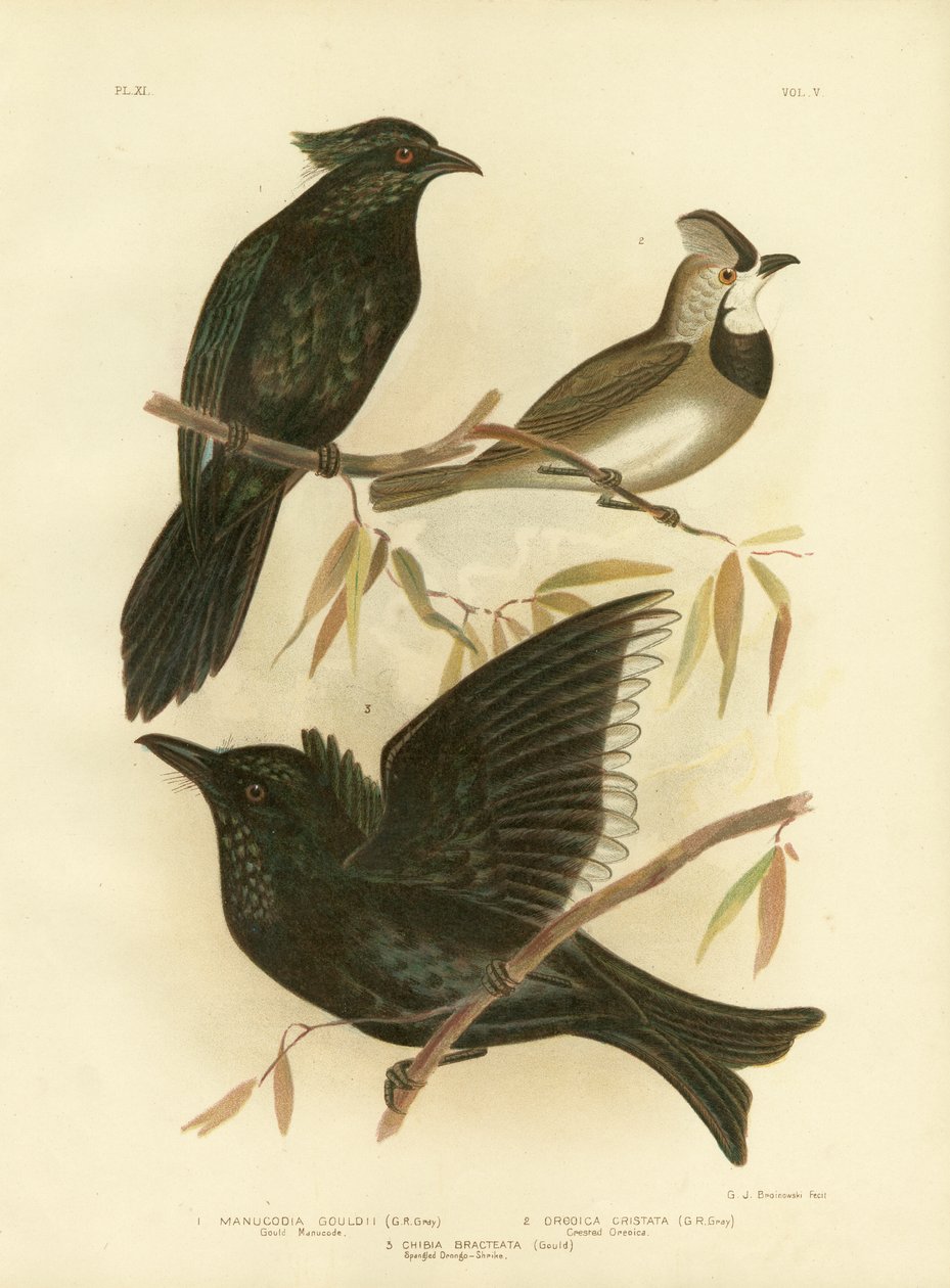 Gould Manucode eller Trompet Manucode, 1891 af Gracius Broinowski