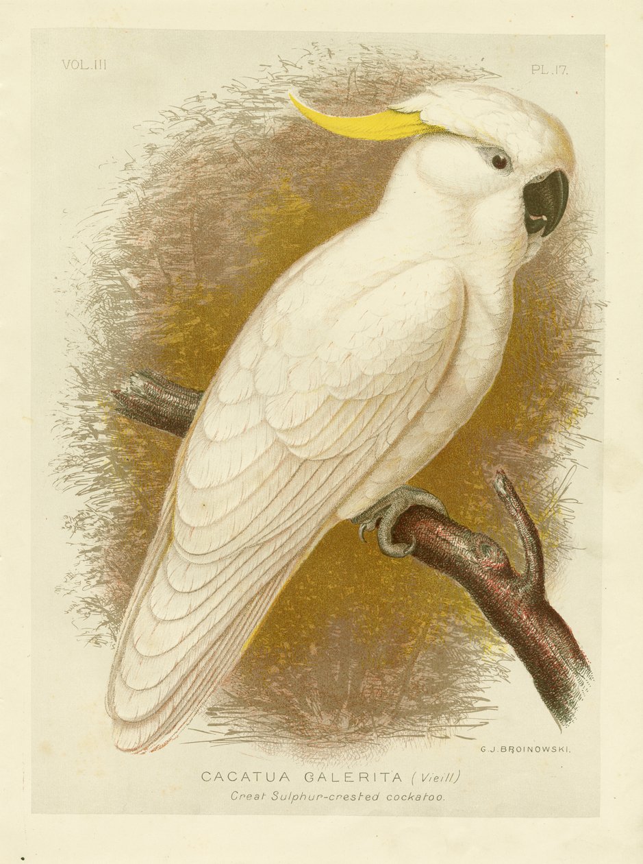 Stor svovlkakadue, 1891 af Gracius Broinowski
