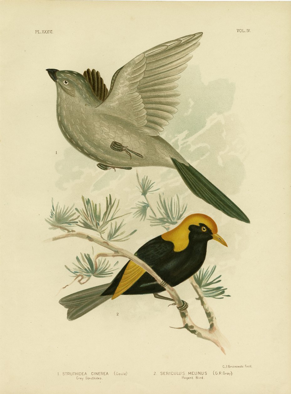 Grå Struthidea eller Apostlebird, 1891 af Gracius Broinowski