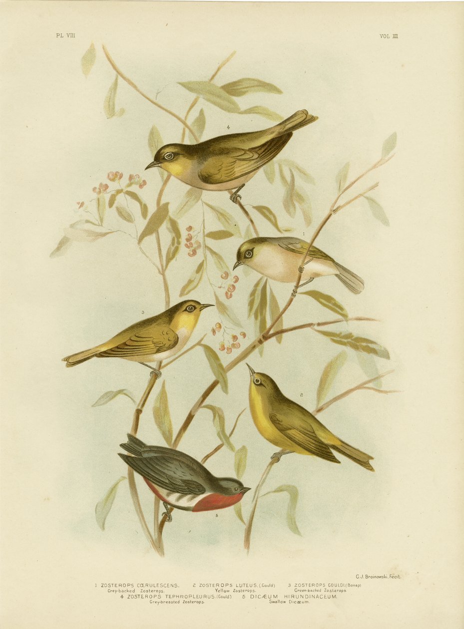 Grårygget Zosterops, 1891 af Gracius Broinowski