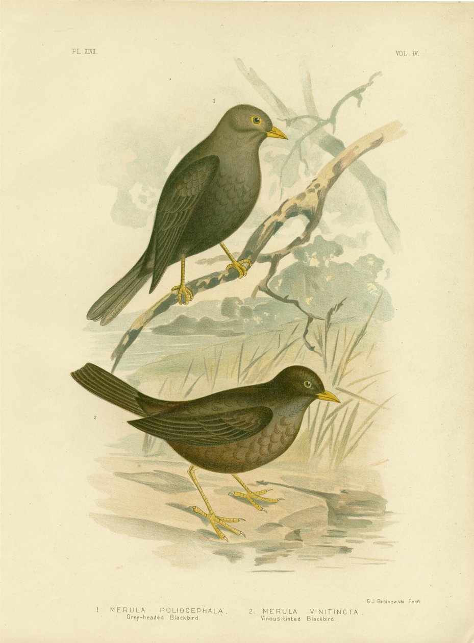 Gråhovedet solsort, 1891 af Gracius Broinowski