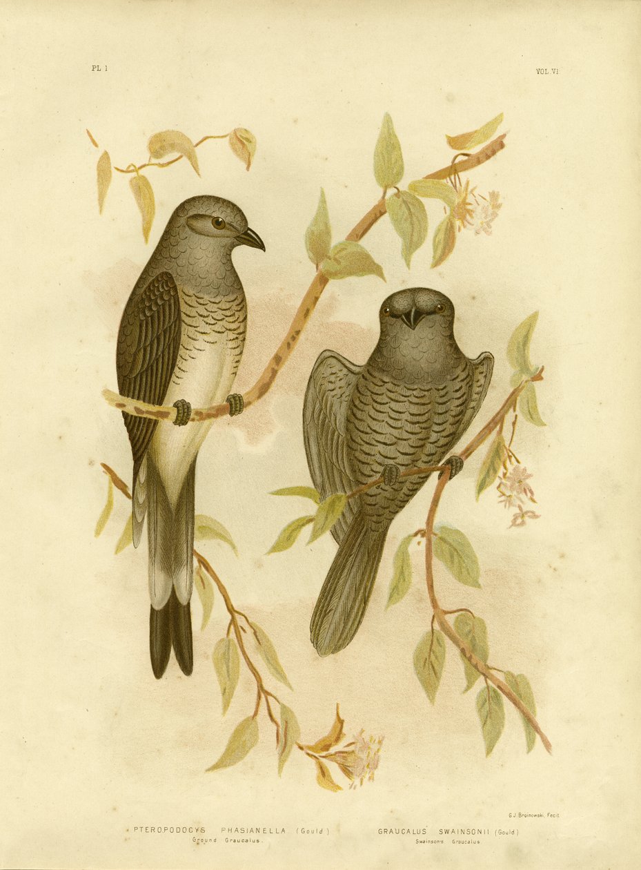 Ground Graucalus eller Ground Cuckoo Shrike, 1891 af Gracius Broinowski