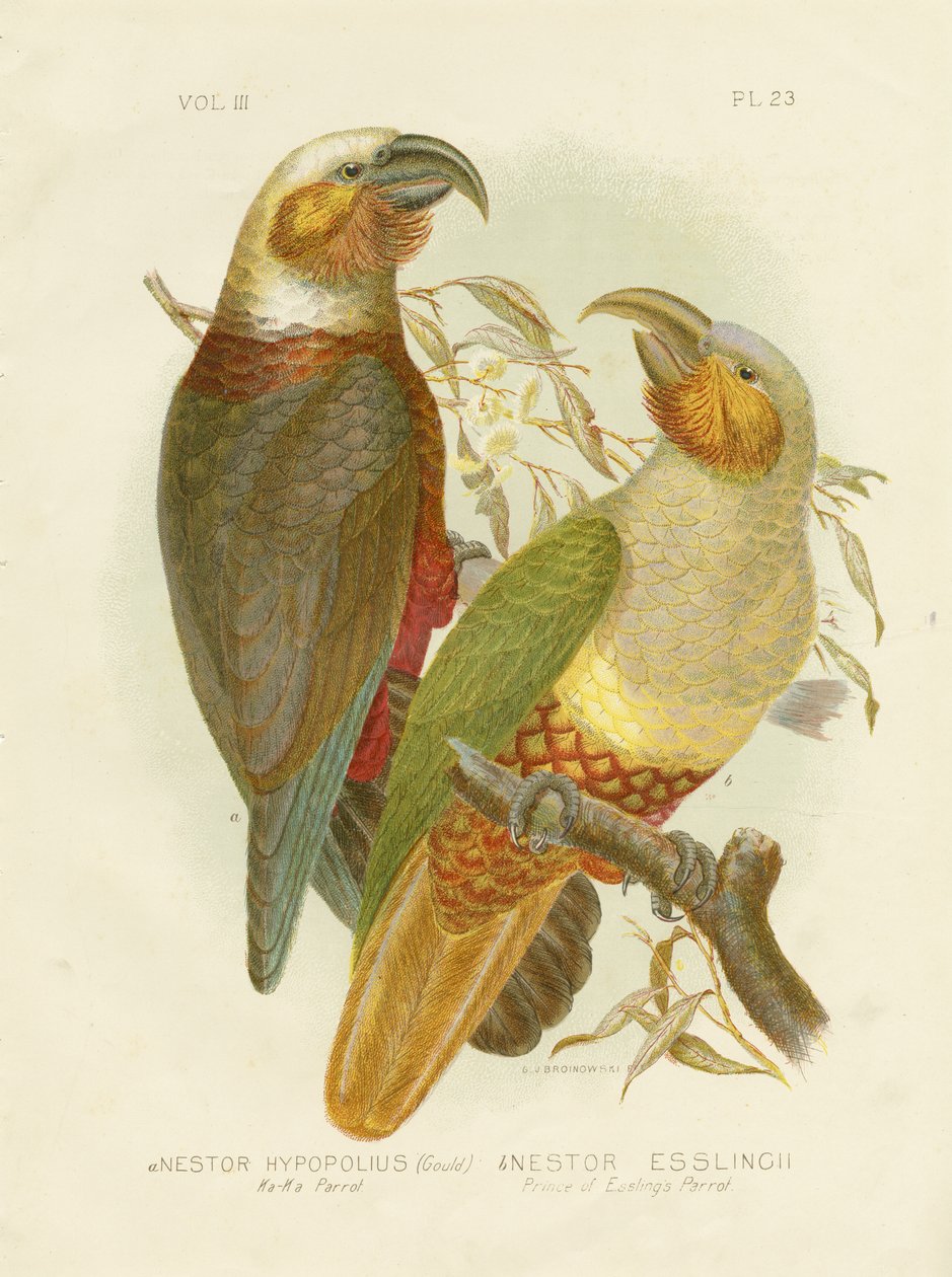 Kaka papegøje, 1891 af Gracius Broinowski