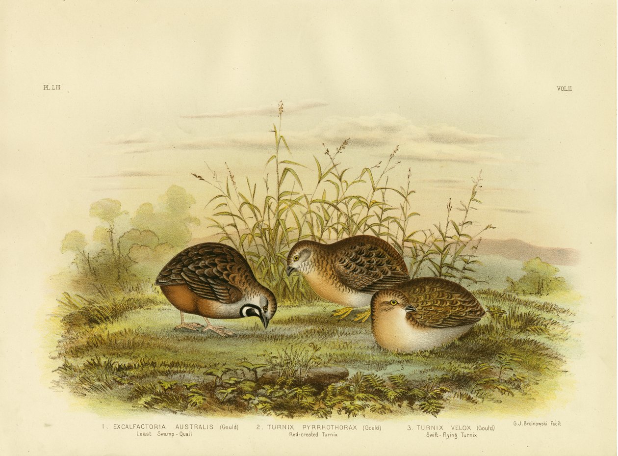 Mindste sumpvagtel, 1891 af Gracius Broinowski
